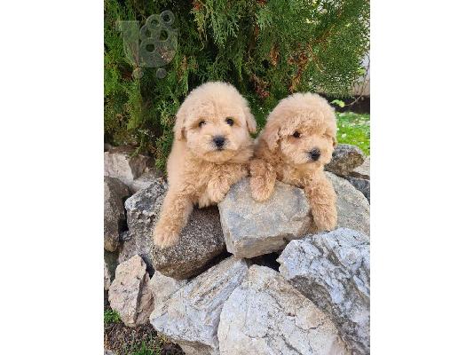 Κουτάβια Maltipoo